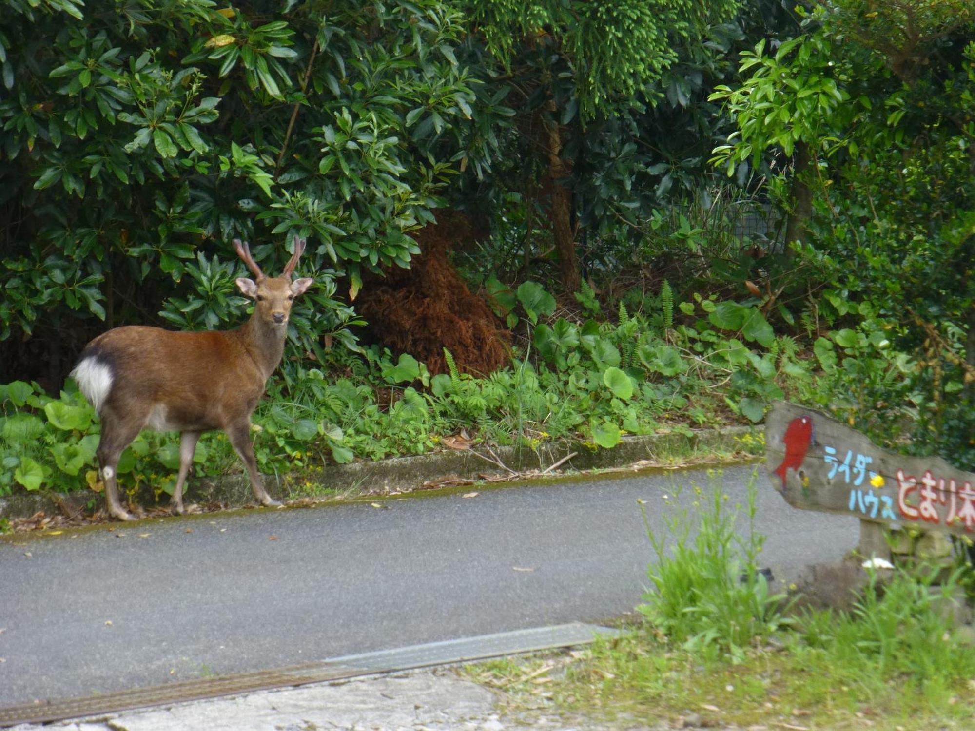 Tomarigi Hotell Yakushima  Eksteriør bilde